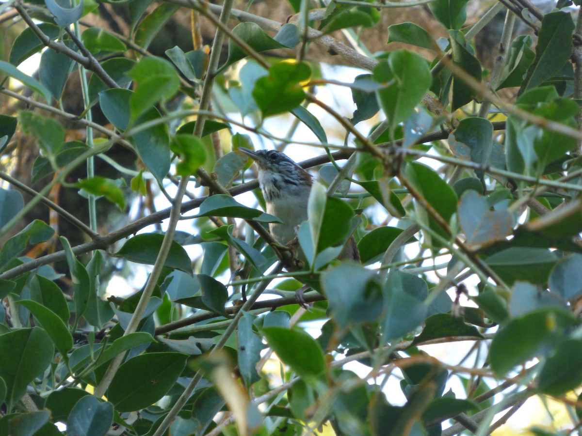 Rufous-and-white Wren - ML625117650