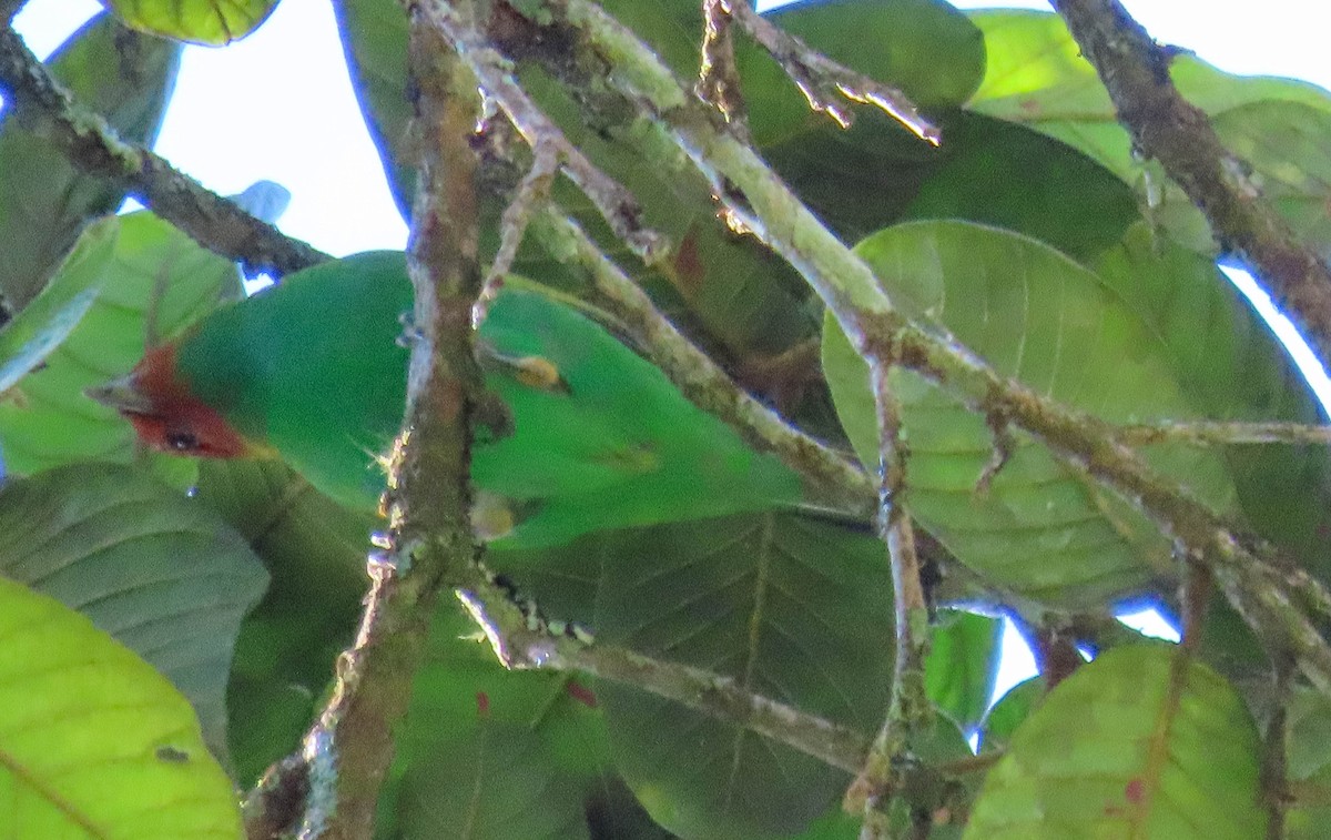 Bay-headed Tanager - ML625117656