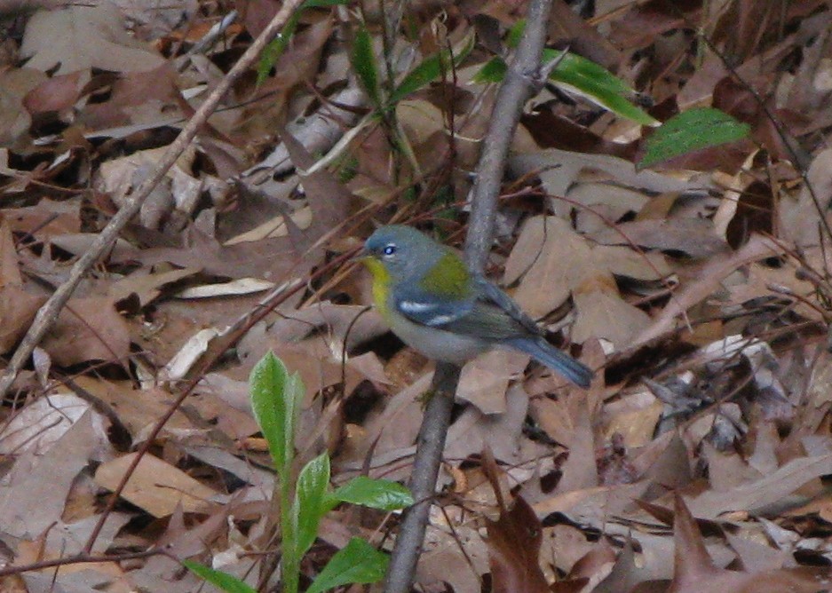 Northern Parula - ML62511771