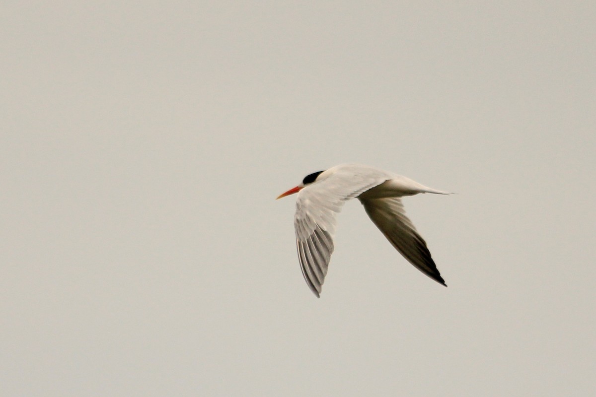 Royal Tern - ML625117771