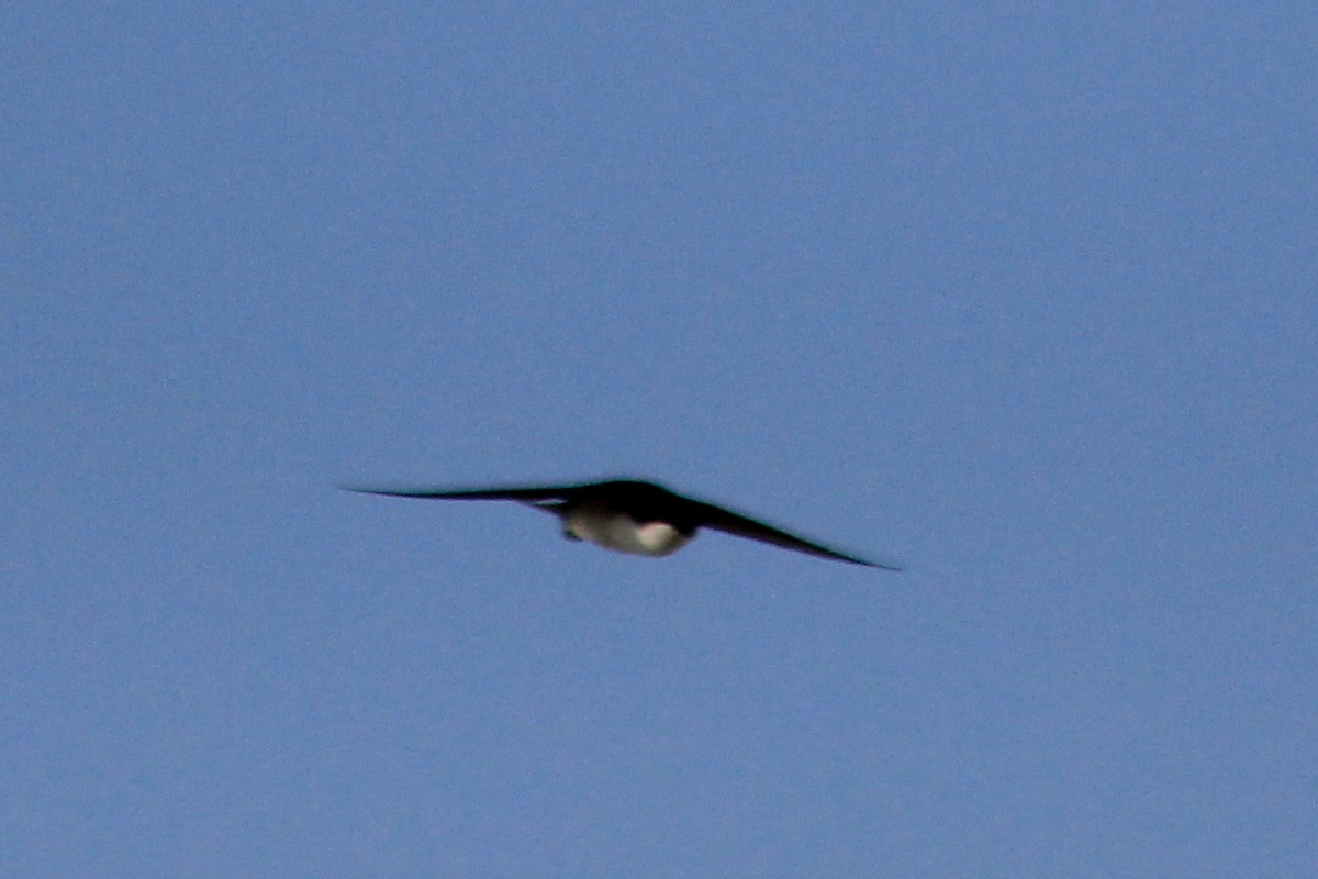 Blue-and-white Swallow - ML625117779