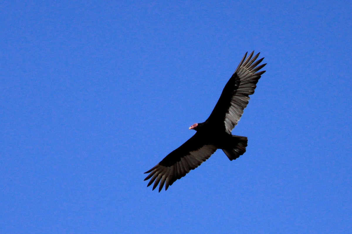 Turkey Vulture (South Temperate) - ML625117812