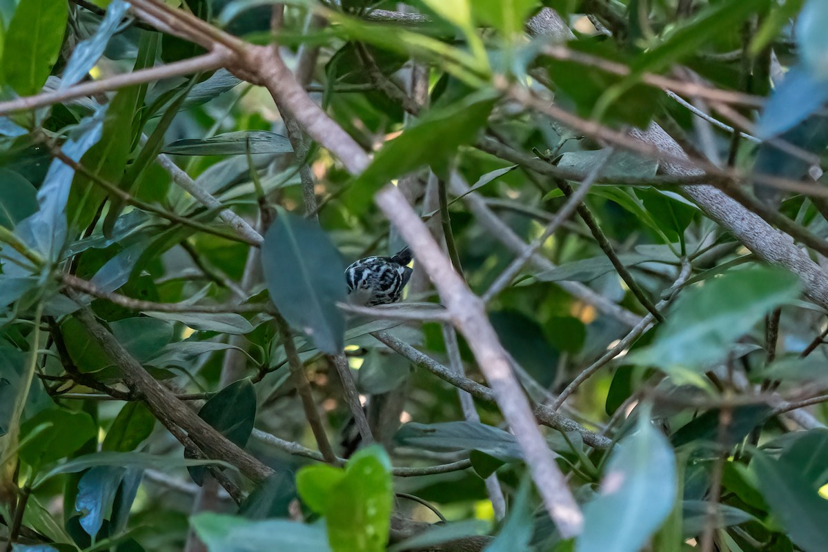 Black-and-white Warbler - ML625117917