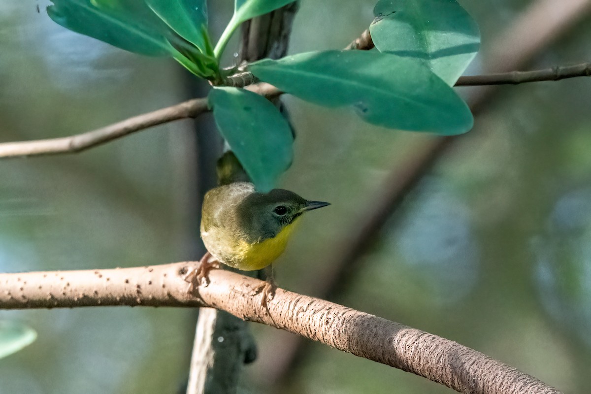 Common Yellowthroat - ML625117923