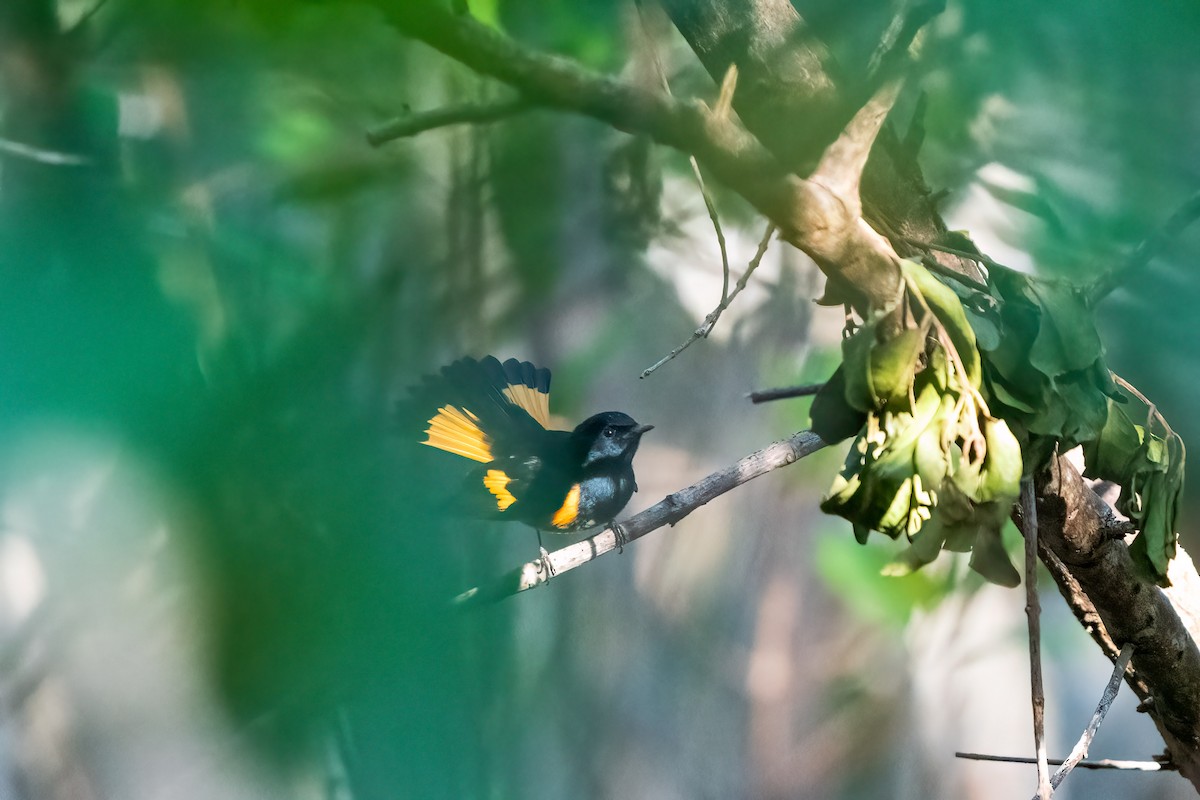 American Redstart - ML625117924