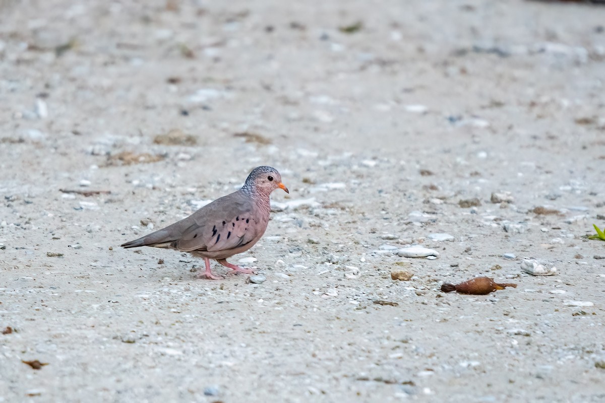 Common Ground Dove - ML625117928