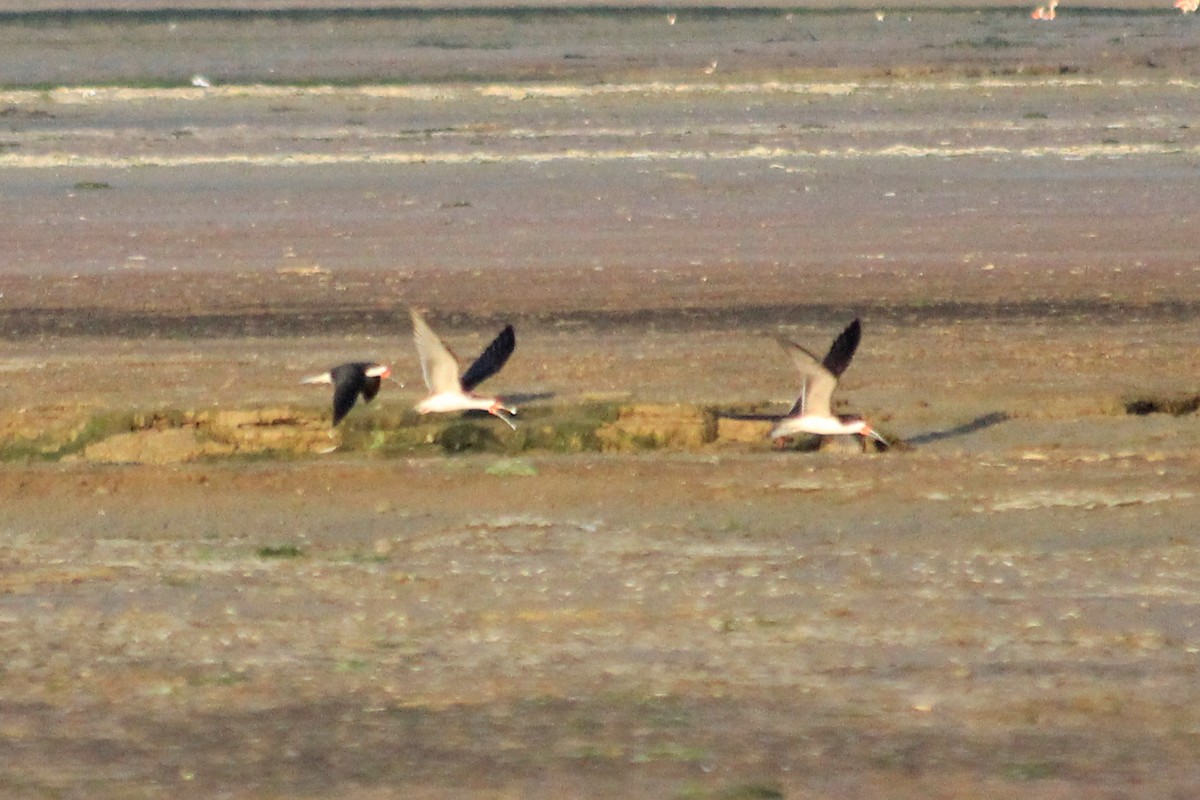 Black Skimmer - ML625117936