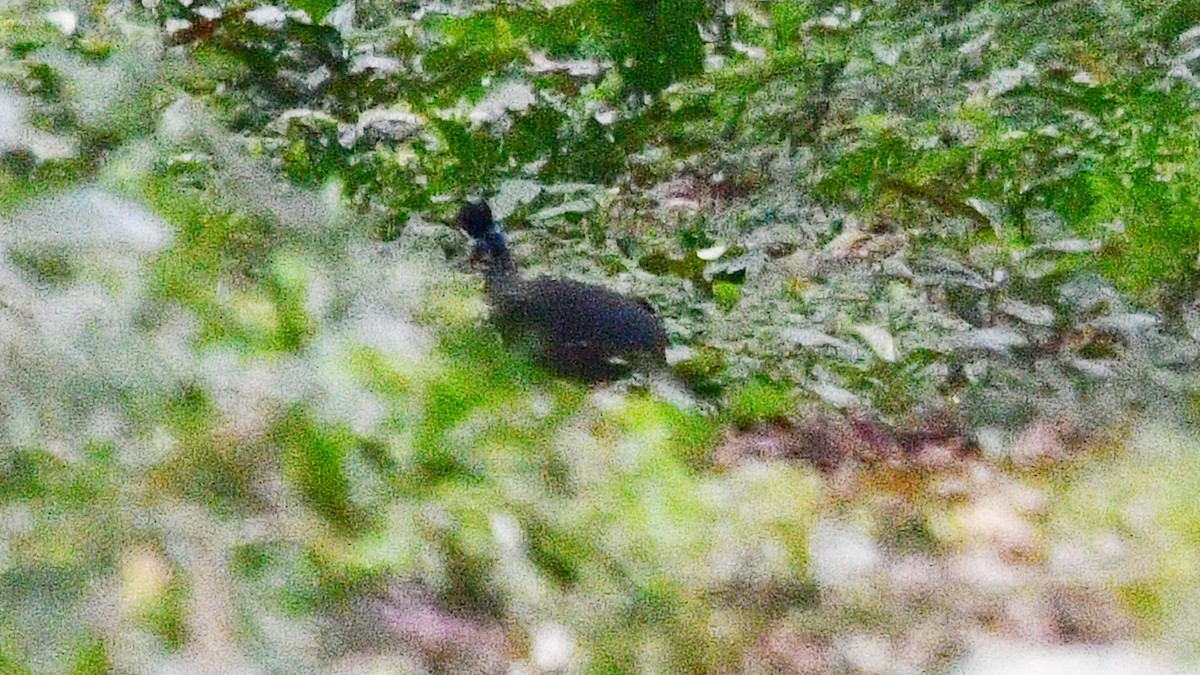 Plumed Guineafowl - ML625117973