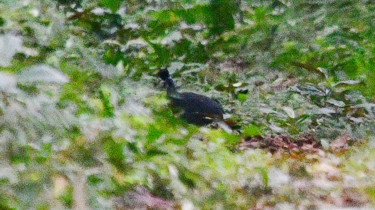 Plumed Guineafowl - ML625117974