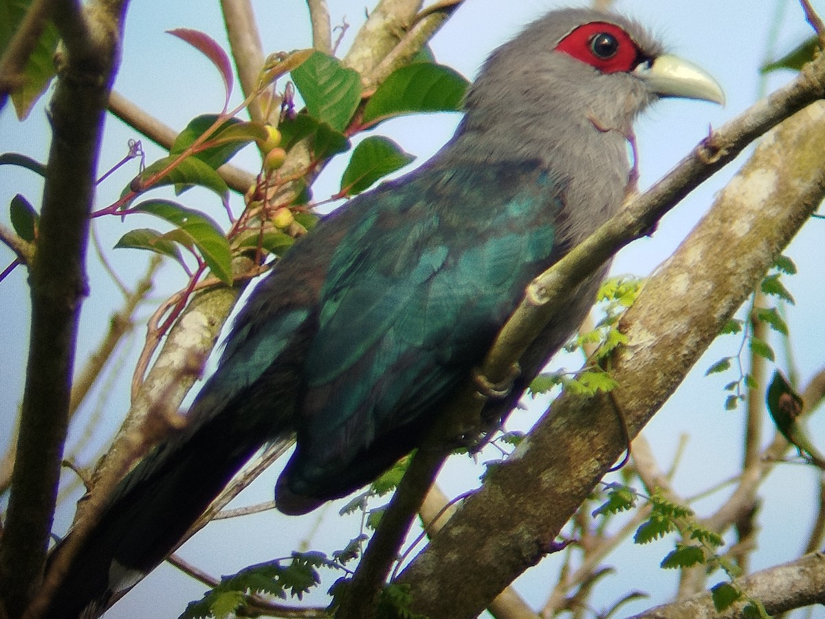 Black-bellied Malkoha - ML625118114