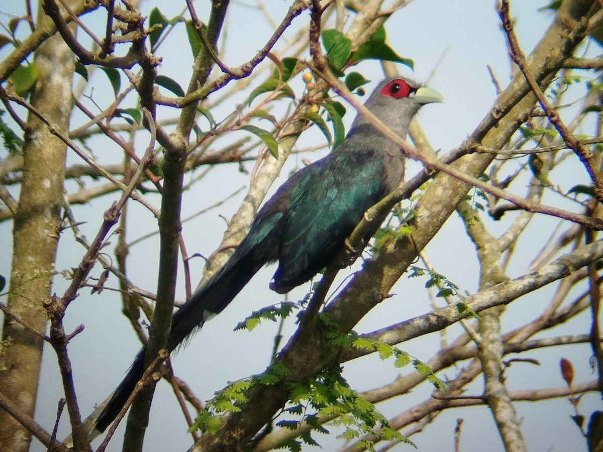 Black-bellied Malkoha - ML625118115