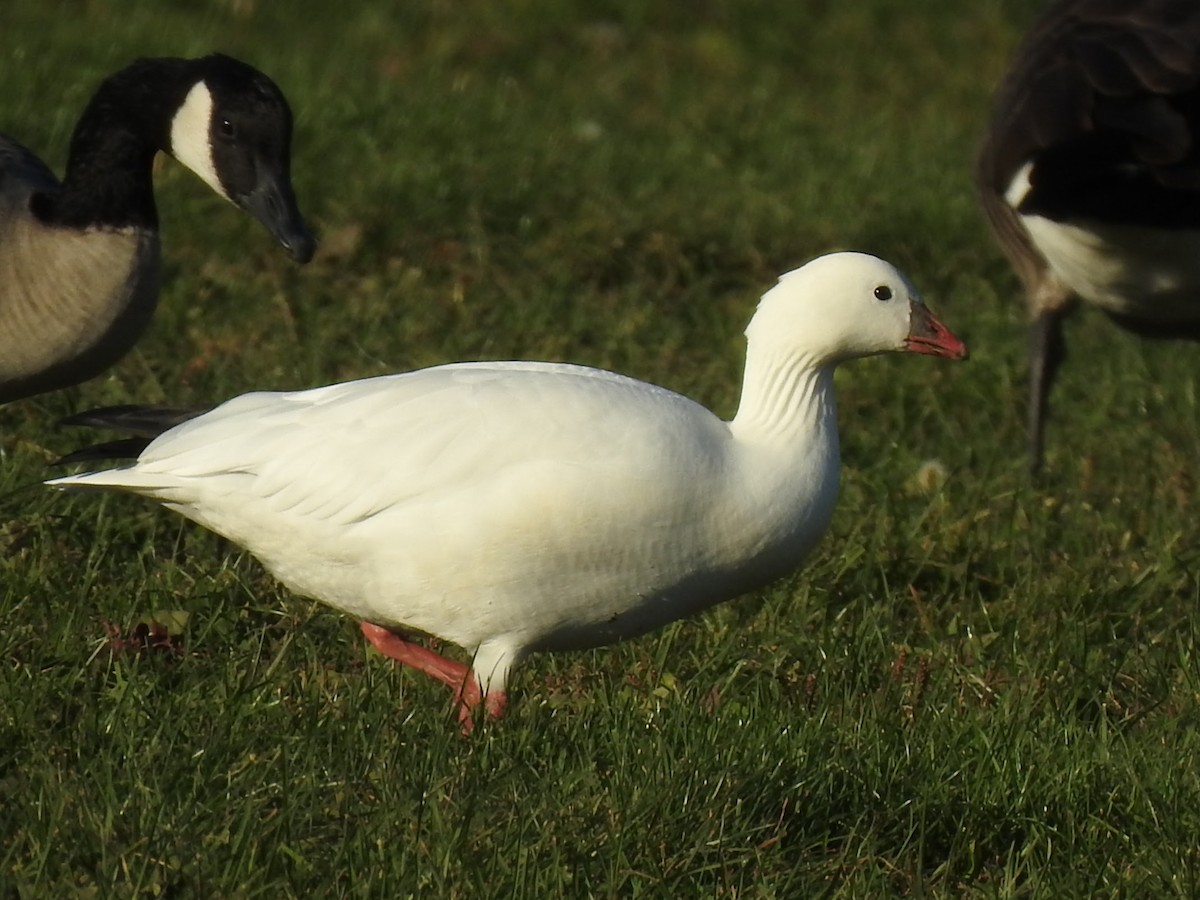 Ross's Goose - ML625118327