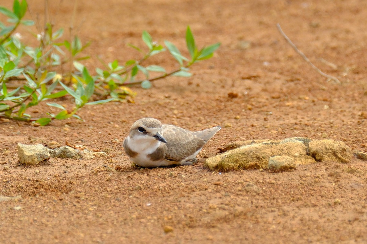 Seeregenpfeifer (alexandrinus/nihonensis) - ML625118350