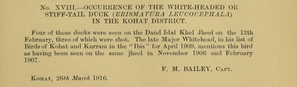 White-headed Duck - ML625118441