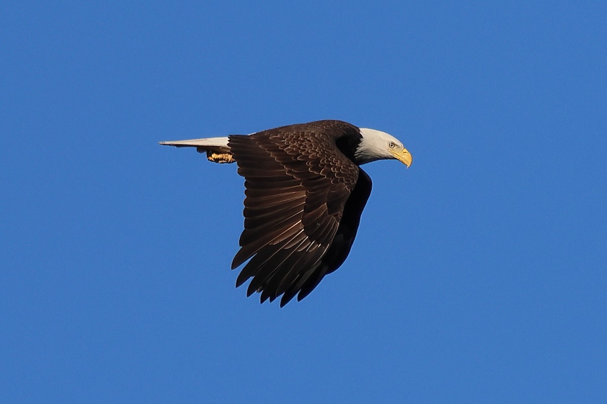 Bald Eagle - ML625118475