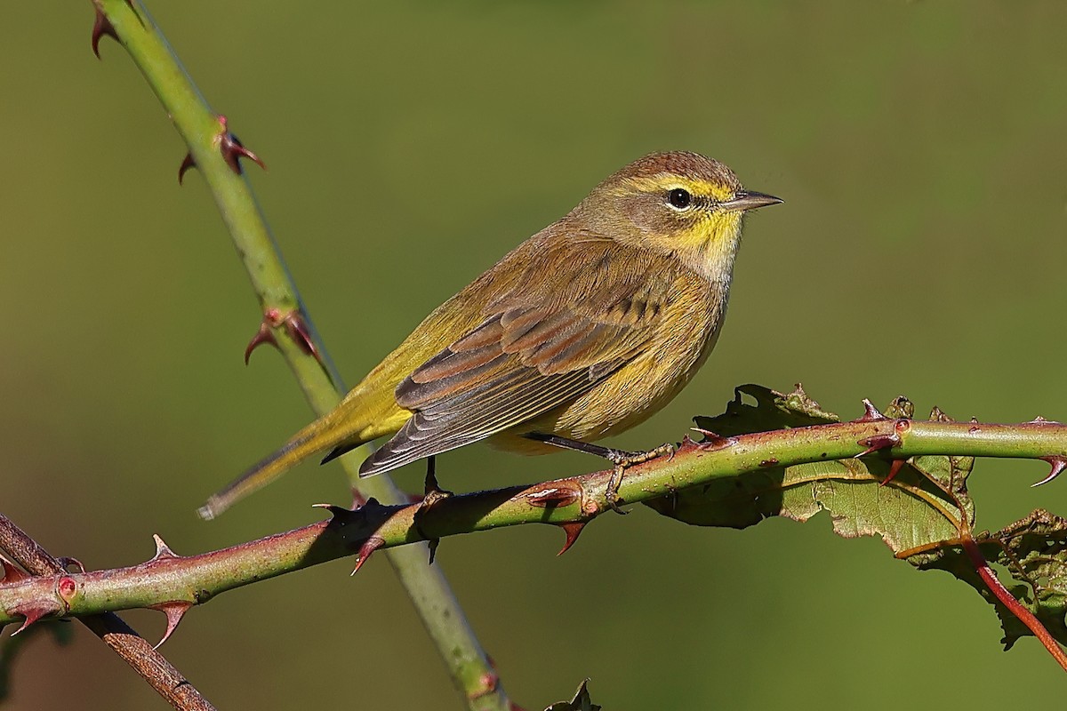 Palm Warbler - ML625118485