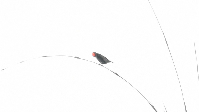Red-crowned Malimbe - ML625118501