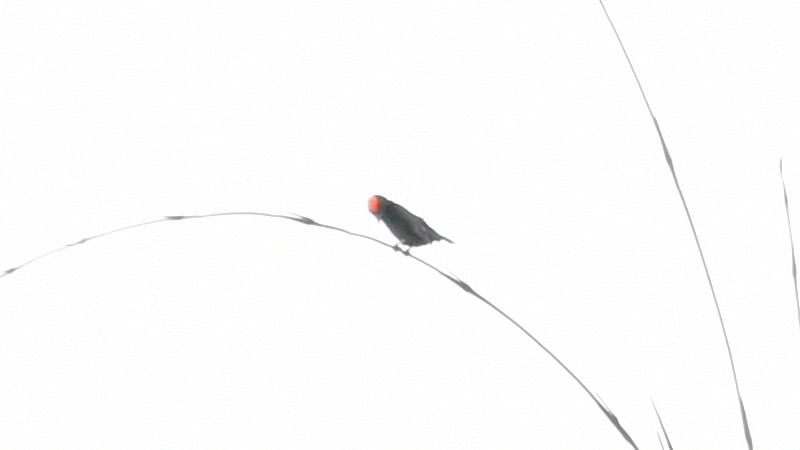 Red-crowned Malimbe - ML625118503