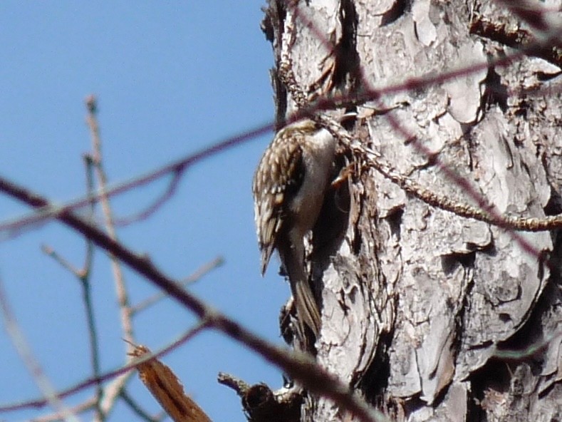 Brown Creeper - ML62511851