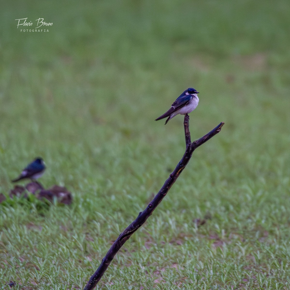 White-rumped Swallow - ML625118586