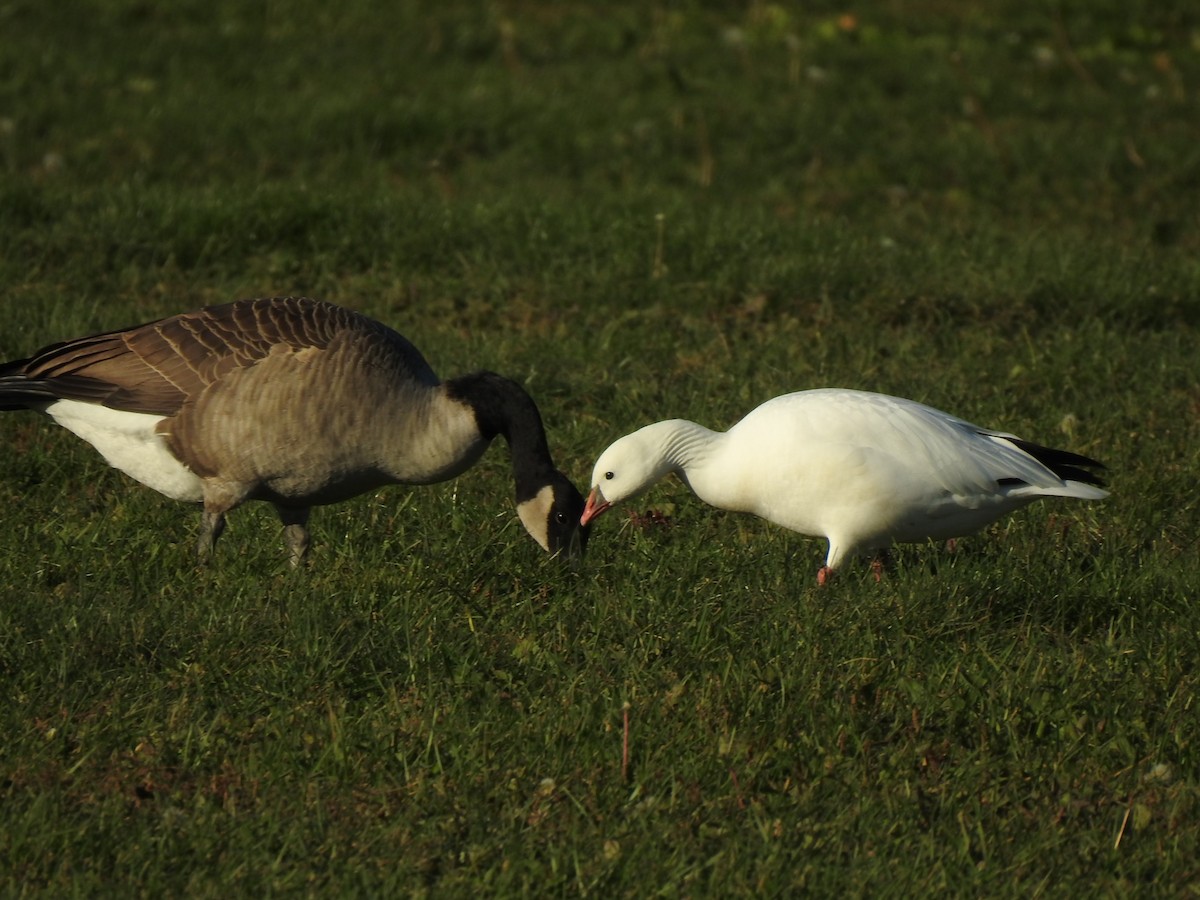 Ross's Goose - ML625118609