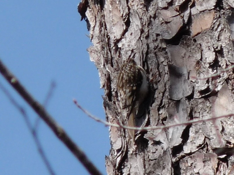 Brown Creeper - ML62511861