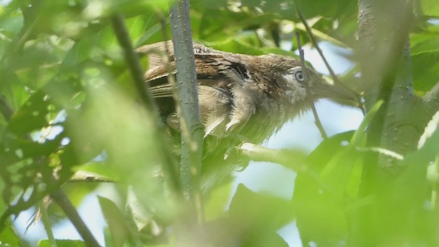 Spiny Babbler - ML625118627