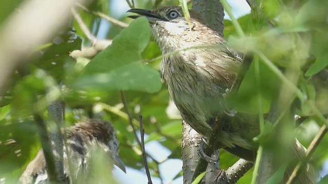 Spiny Babbler - ML625118629