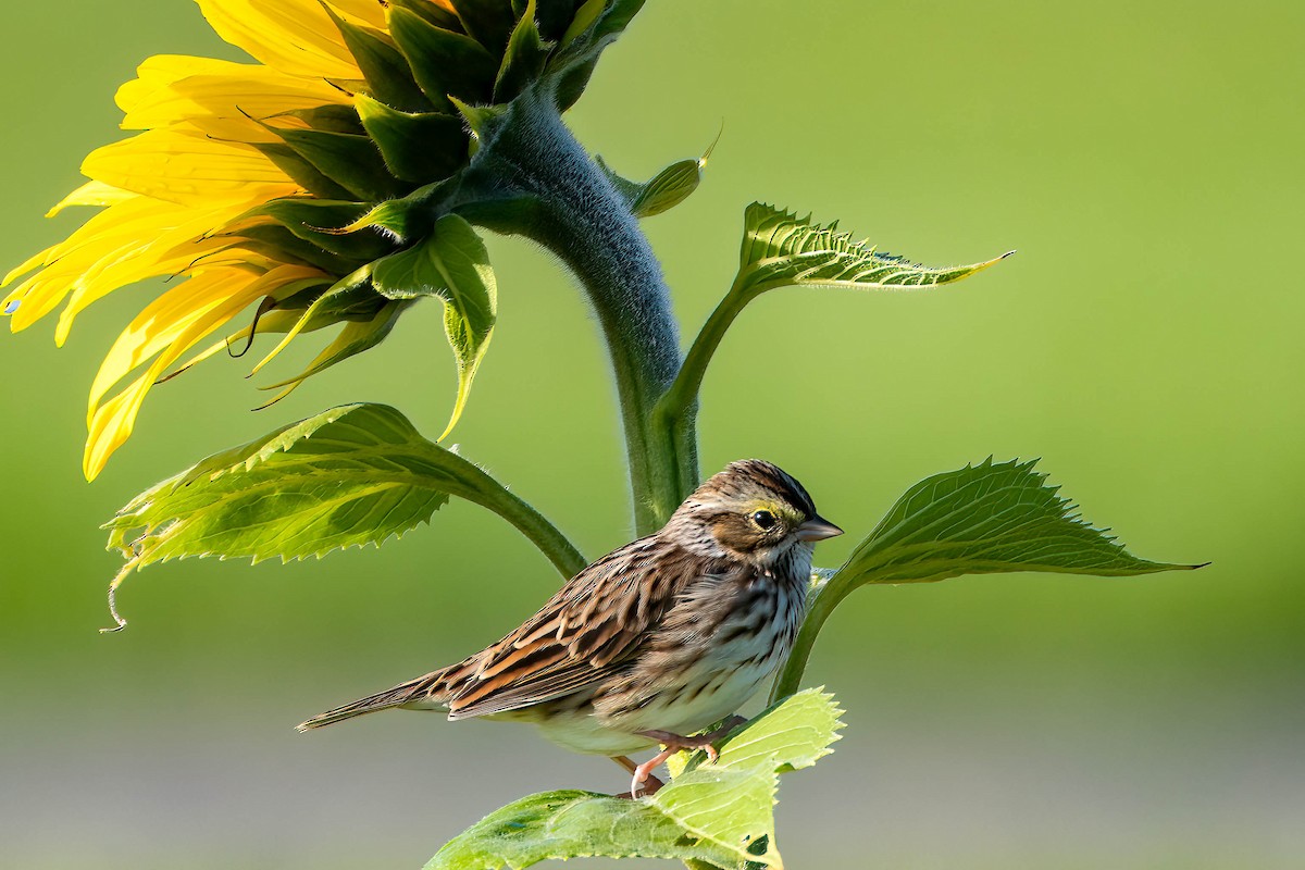 Savannah Sparrow - ML625118642