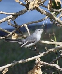 Blue-gray Gnatcatcher - ML625118709