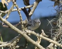 Blue-gray Gnatcatcher - ML625118710