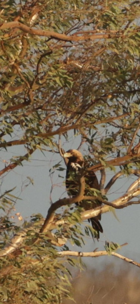 Spanish Eagle - ML625118717