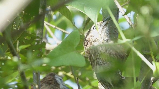 Spiny Babbler - ML625118759