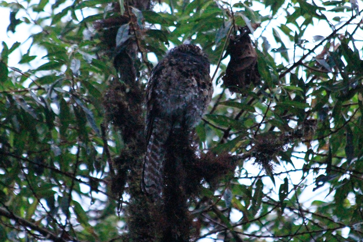 Andean Potoo - ML625118792