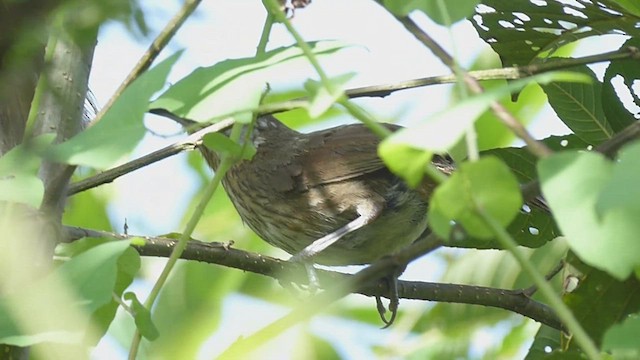 Spiny Babbler - ML625118843