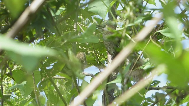 Spiny Babbler - ML625118845