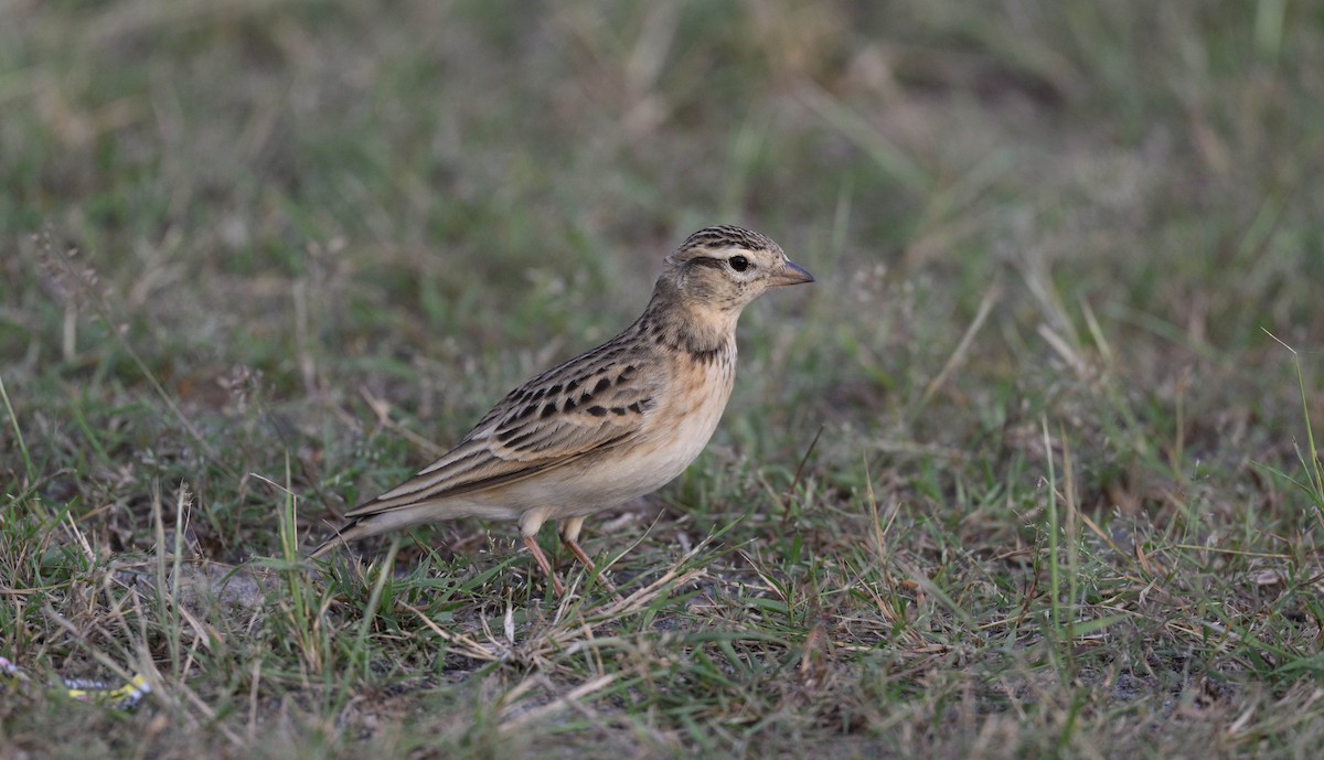 Mongolian Short-toed Lark - ML625118862