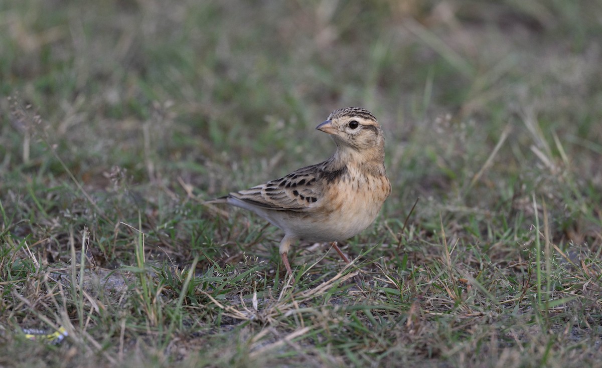 Terrera Oriental - ML625118883