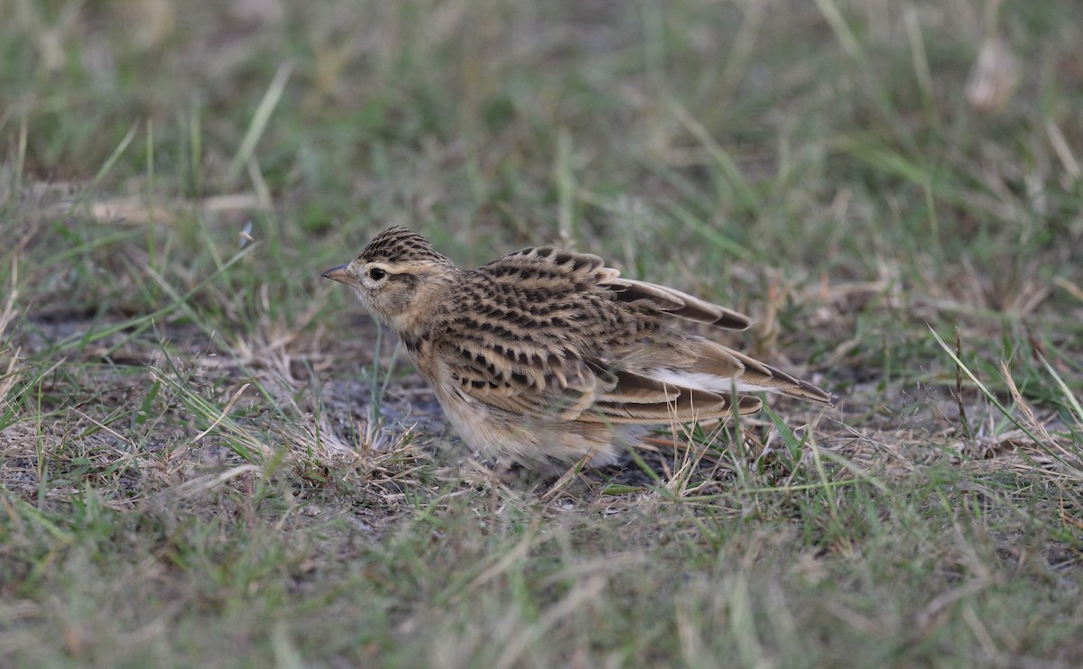 Mongolian Short-toed Lark - ML625118895