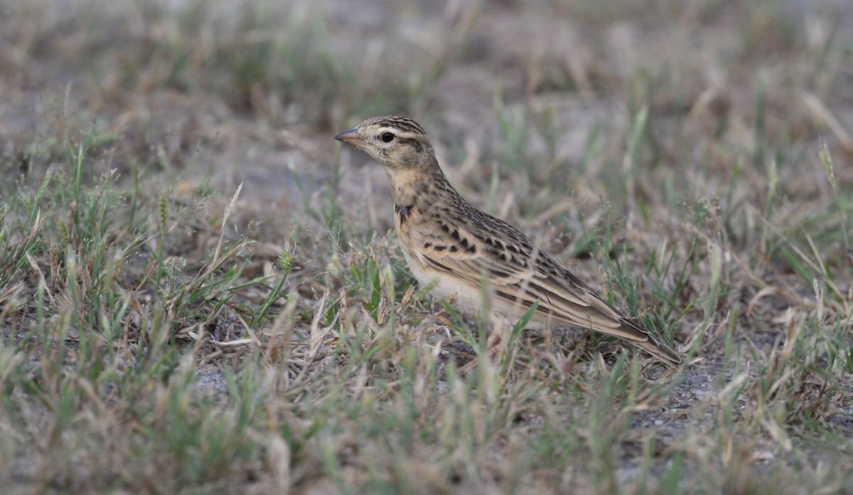 Mongolian Short-toed Lark - ML625118909