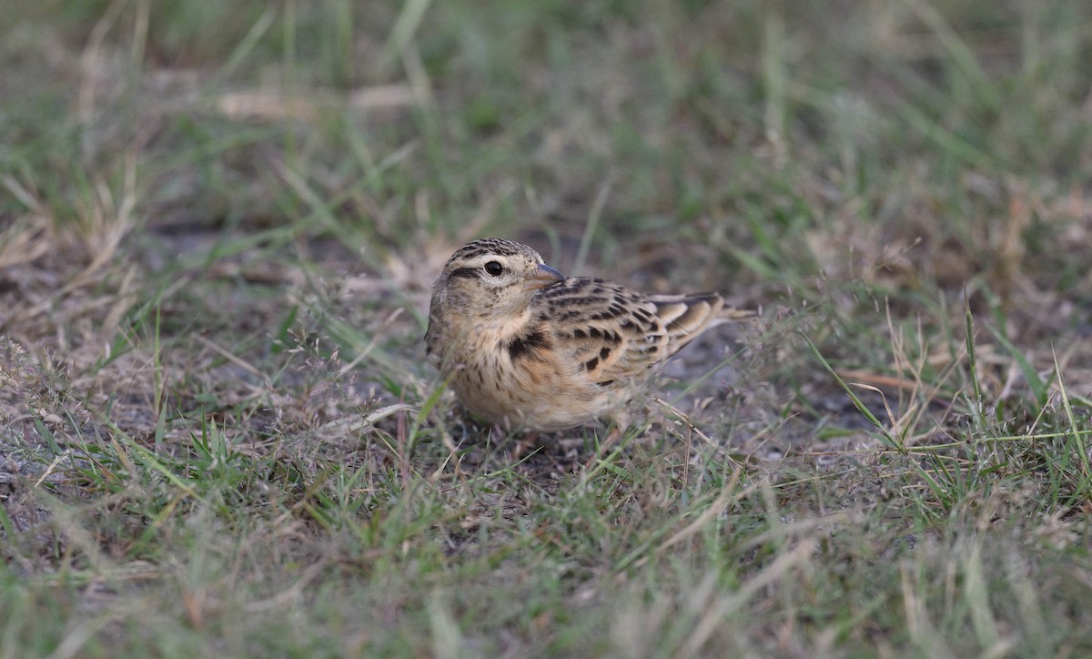 Mongolian Short-toed Lark - ML625118922