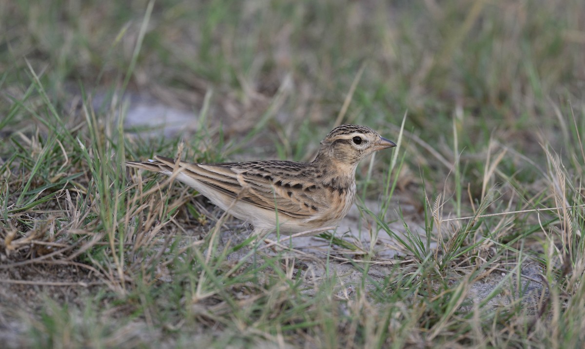 Mongolian Short-toed Lark - ML625118926