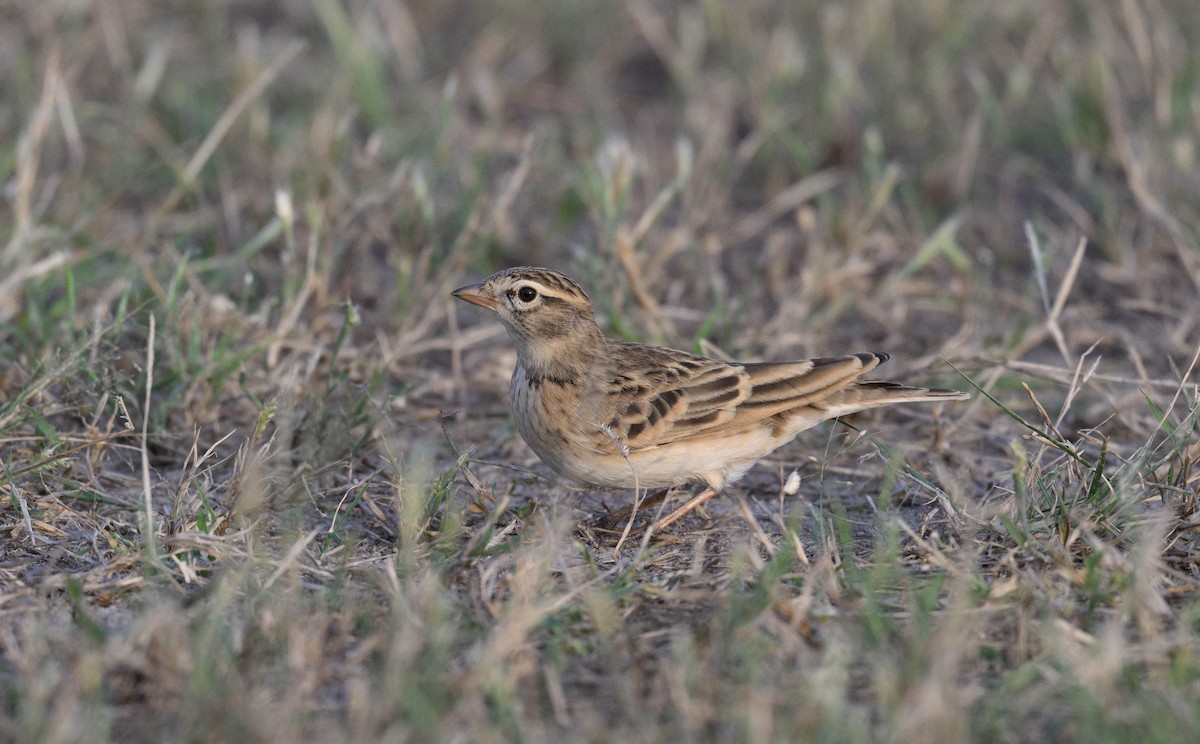 Mongolian Short-toed Lark - ML625118950