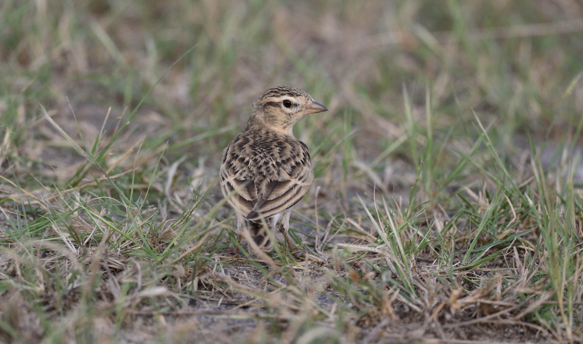 Mongolian Short-toed Lark - ML625118965