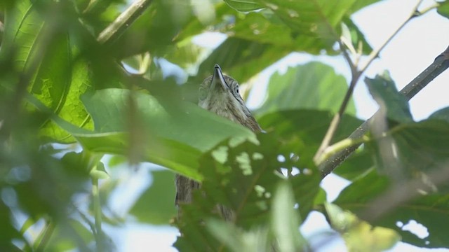 Spiny Babbler - ML625118966