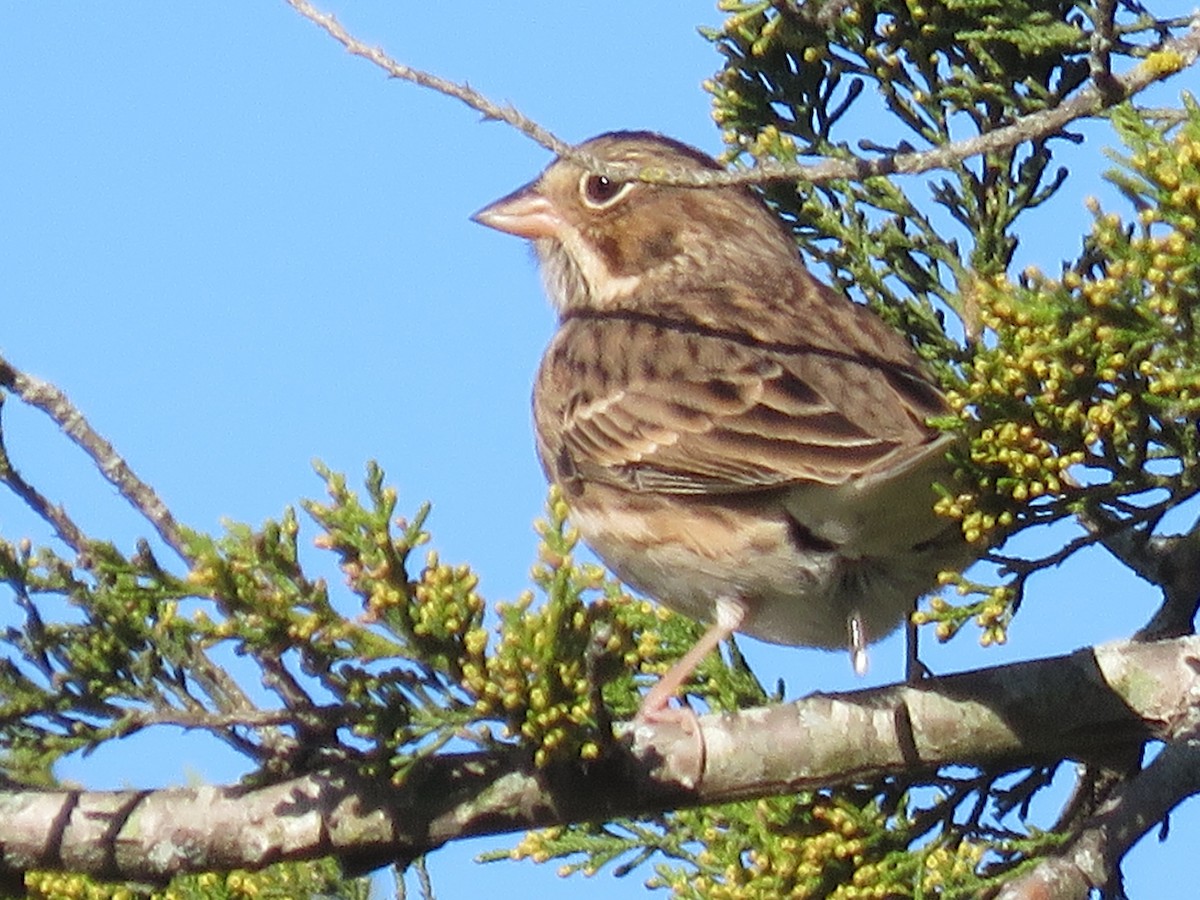 Vesper Sparrow - ML625119012