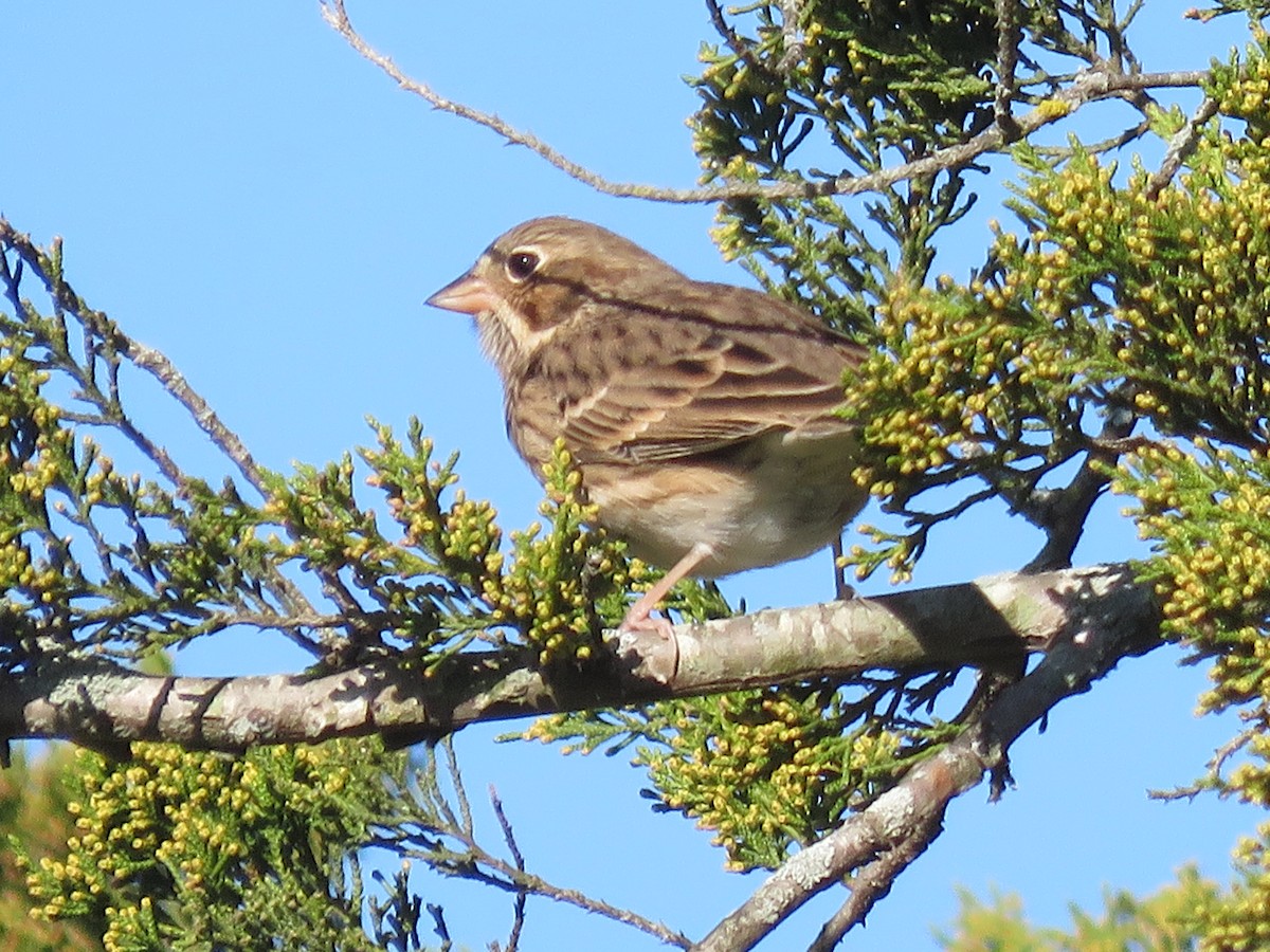 Vesper Sparrow - ML625119013