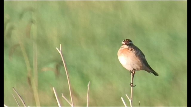 Whinchat - ML625119061