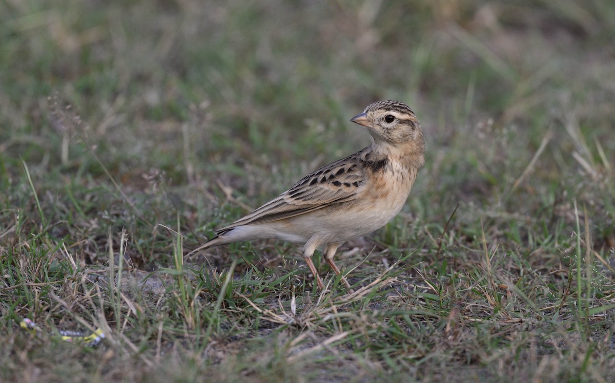 Mongolian Short-toed Lark - ML625119083