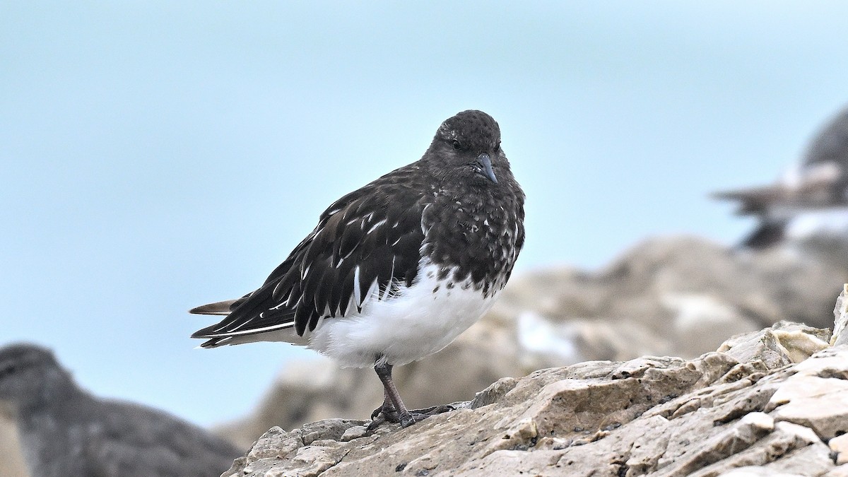 Black Turnstone - Steve Butterworth